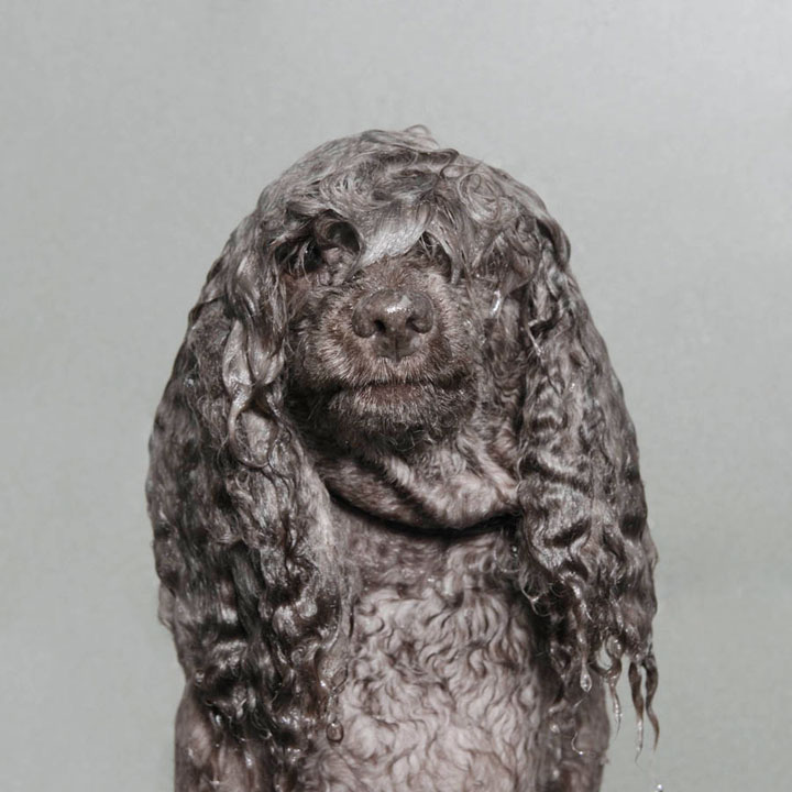chien-12
