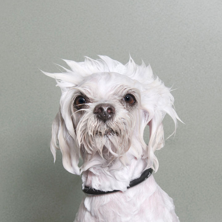 chien-13