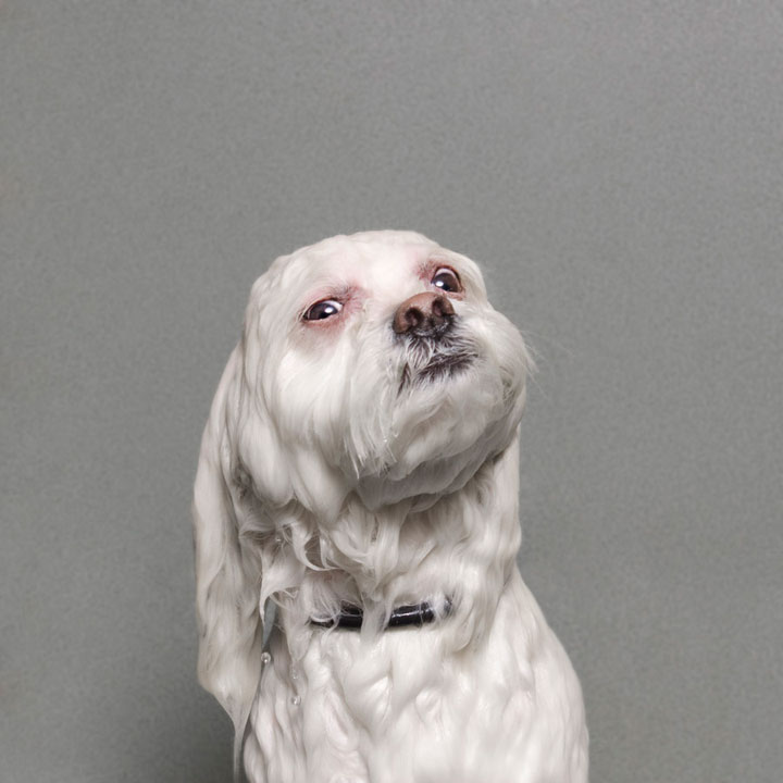 chien-14