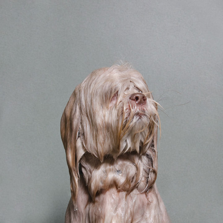 chien-15