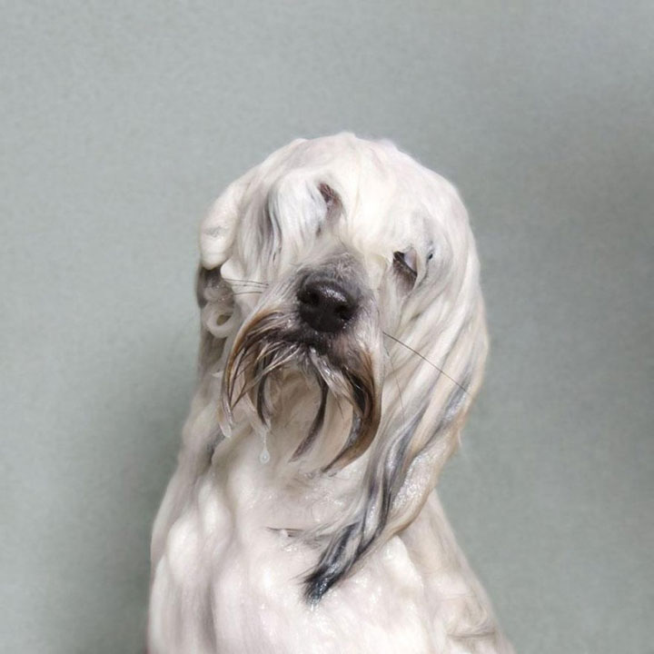 chien-16
