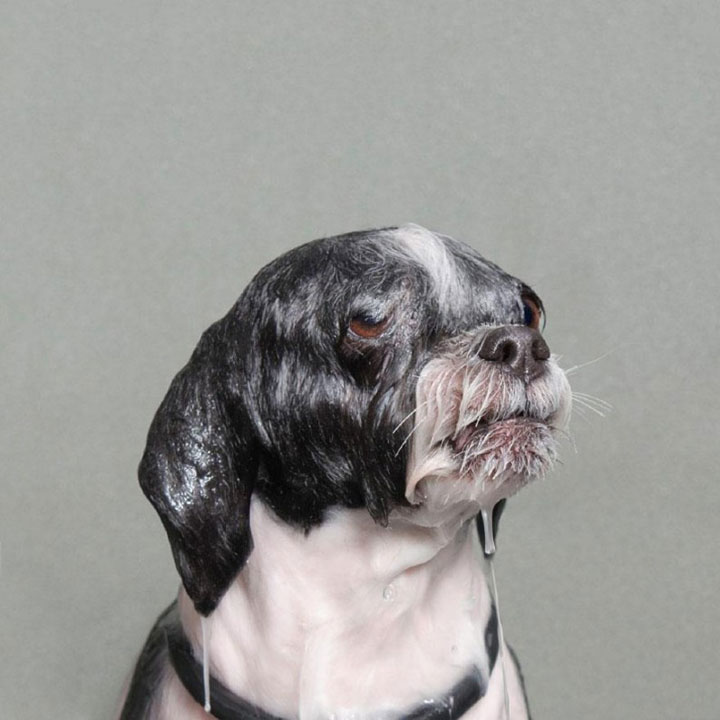 chien-17