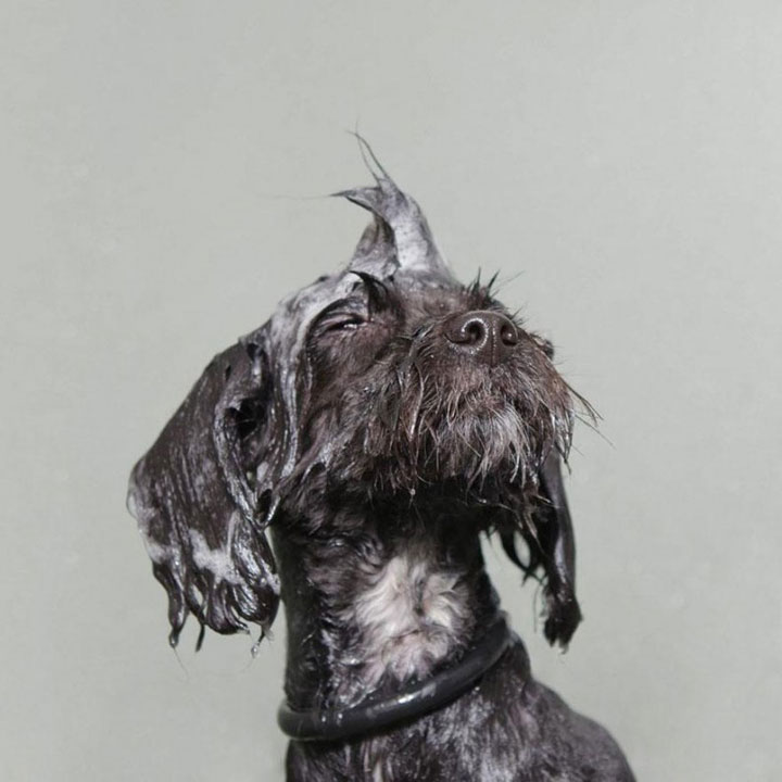 chien-18