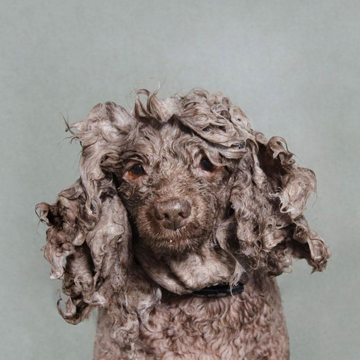 chien-19