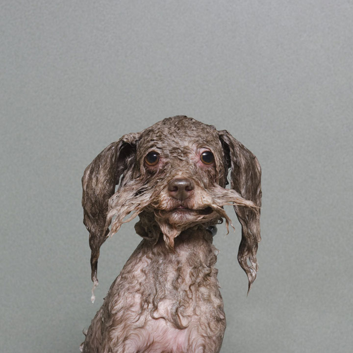chien-2