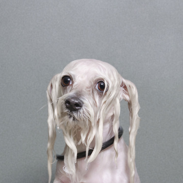 chien-3