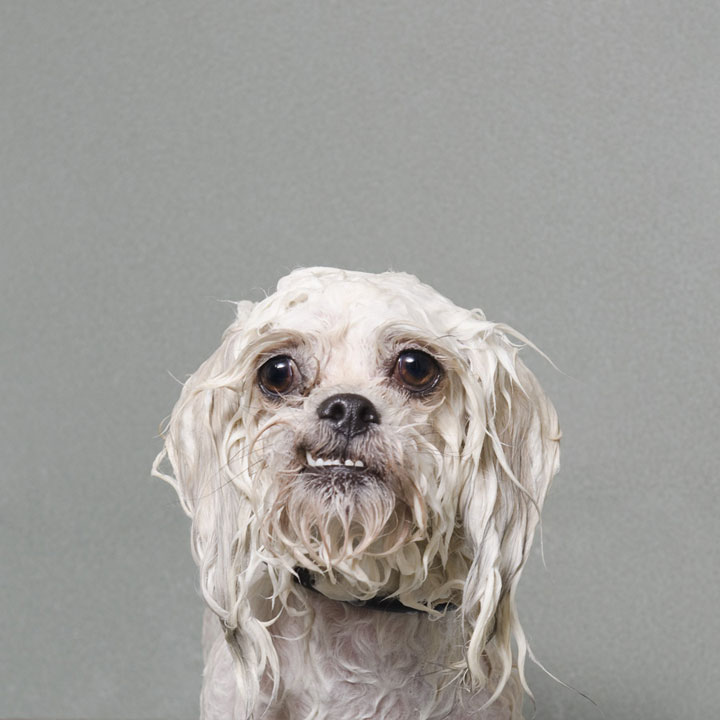 chien-4