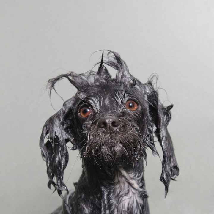 chien-5