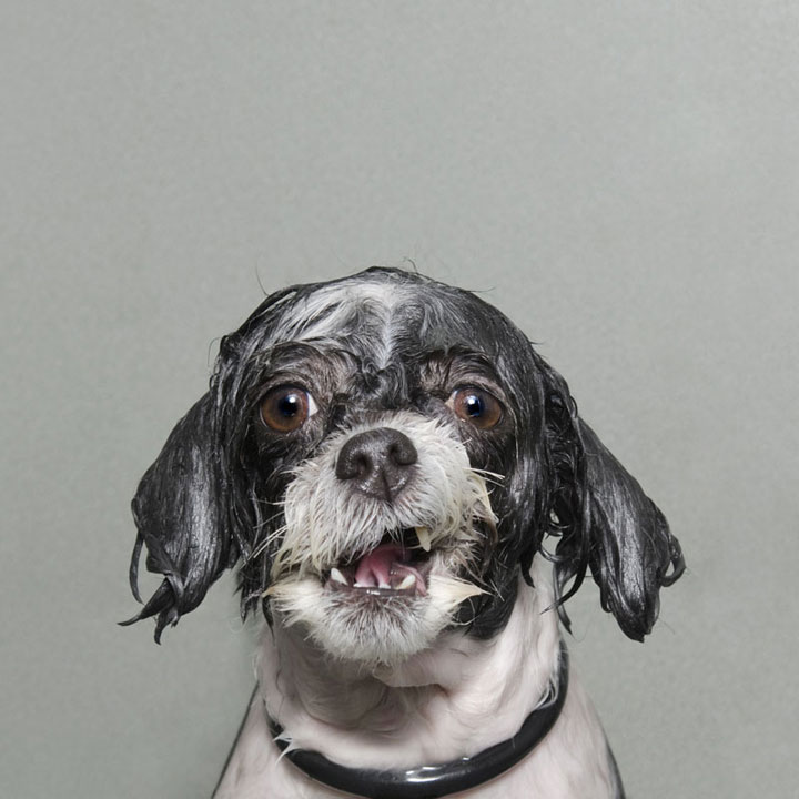 chien-6