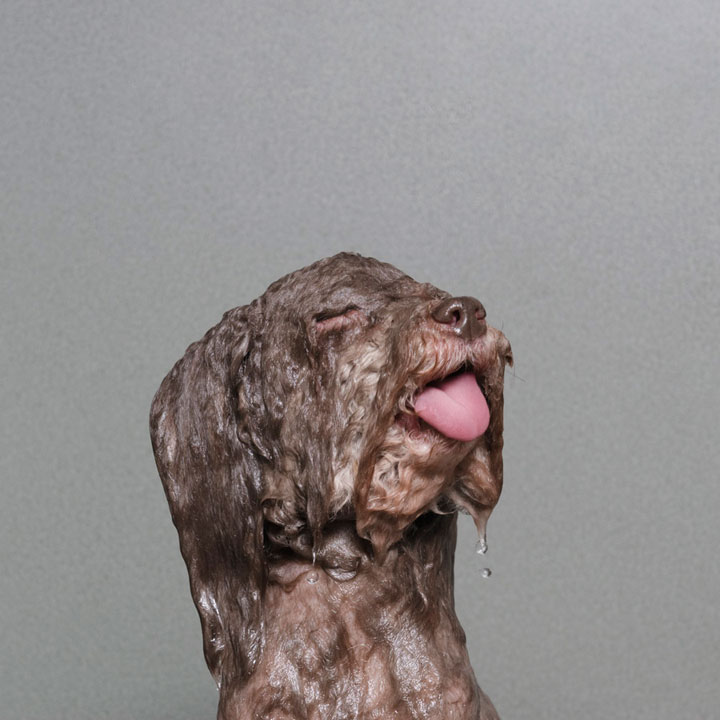 chien-9