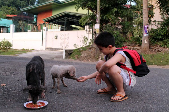 enfant-refuge-animaux-histoire1
