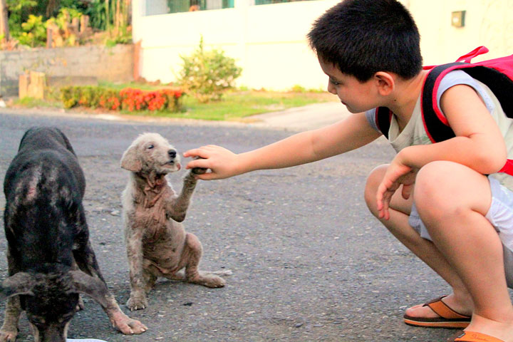 enfant-refuge-animaux-histoire2