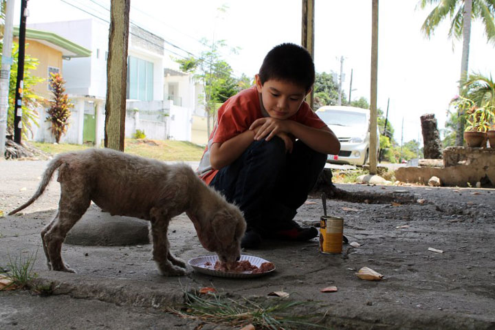 enfant-refuge-animaux-histoire8