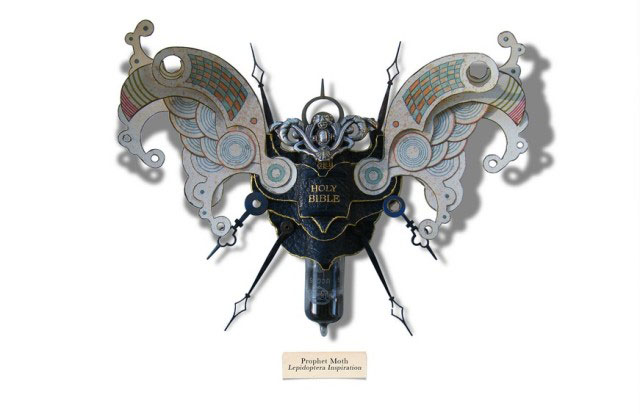 insecte-2