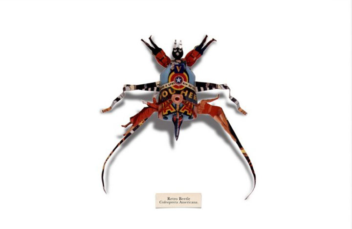 insecte11