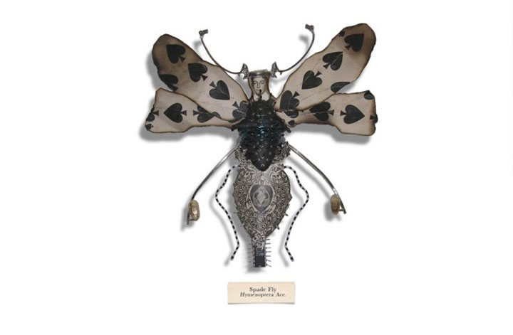 insecte14