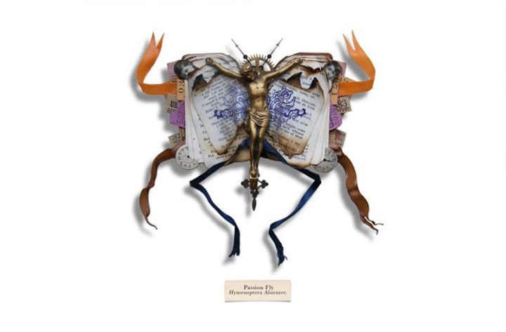 insecte15