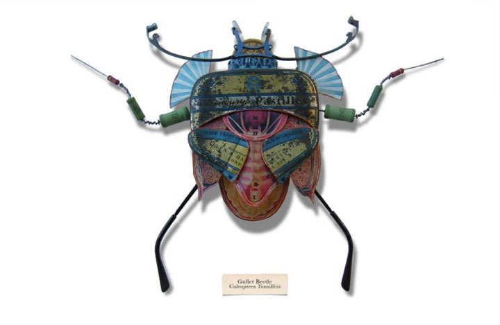 insecte17