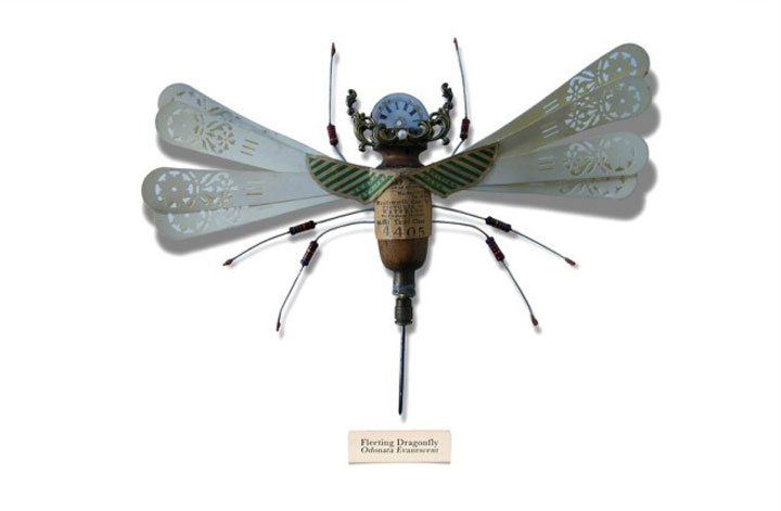 insecte18