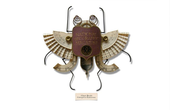 insecte21