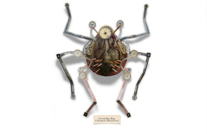 insecte22
