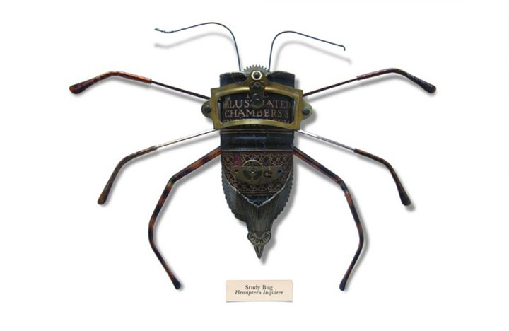 insecte5