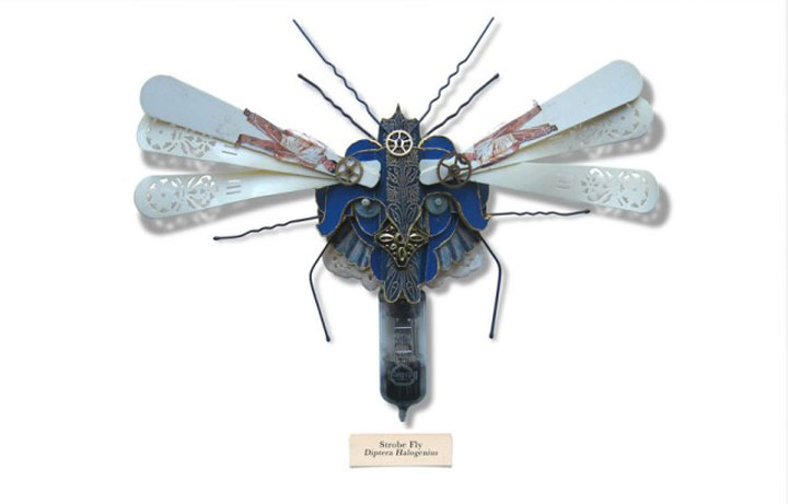 insecte6