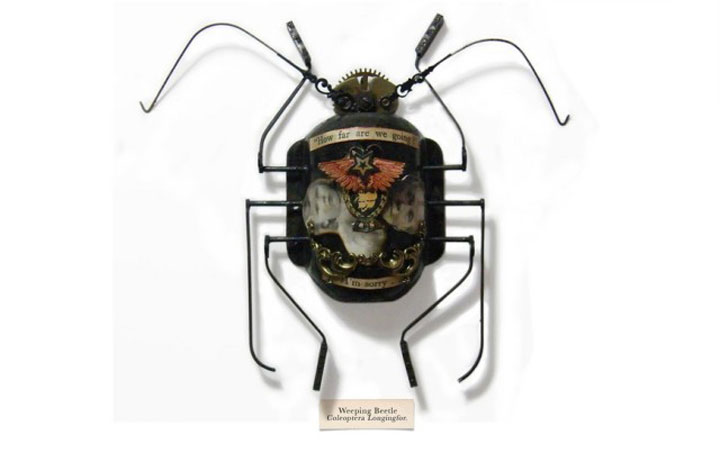 insecte9