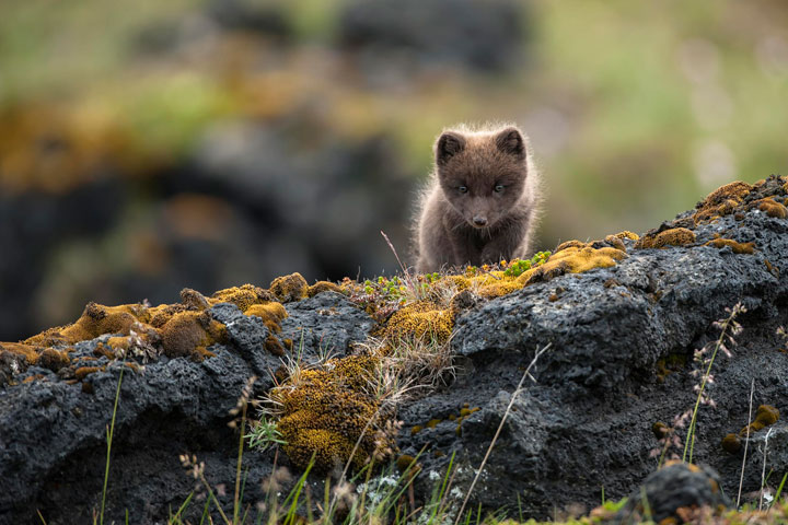 islande-decouverte-voyage-photographies5