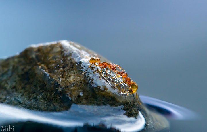 miki-asai-macro-photo32