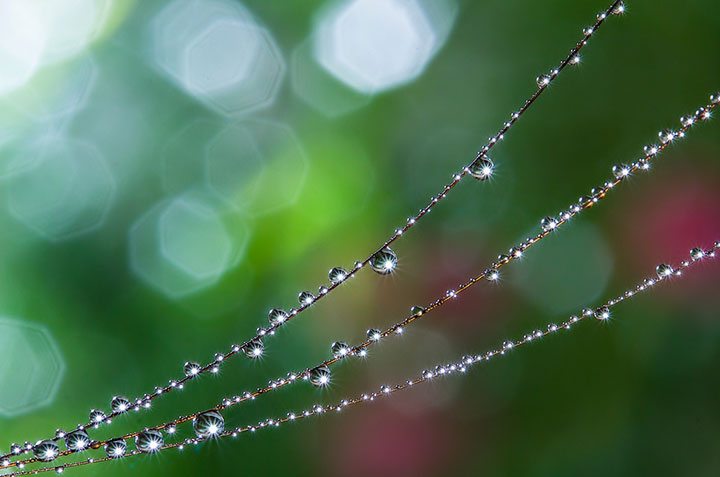 miki-asai-macro-photo34