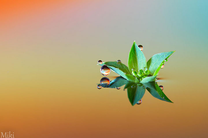 miki-asai-macro-photo40