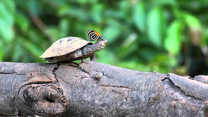 nature-animaux-papillon-tortue-larme2