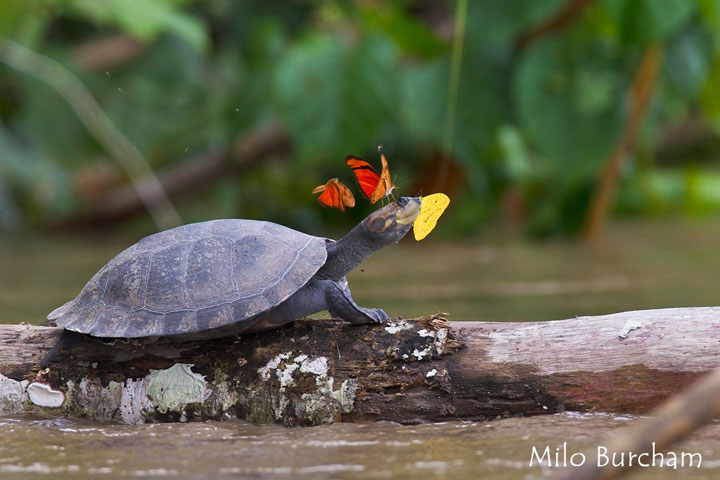 nature-animaux-papillon-tortue-larme3