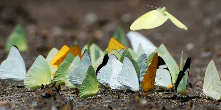 nature-animaux-papillon-tortue-larme4