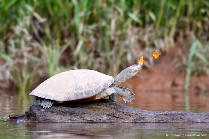 nature-animaux-papillon-tortue-larme5