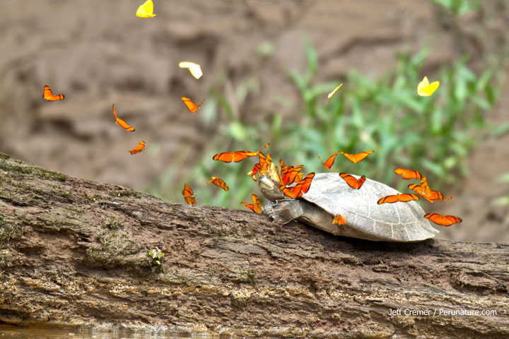 nature-animaux-papillon-tortue-larme6