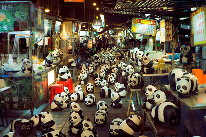 panda-6
