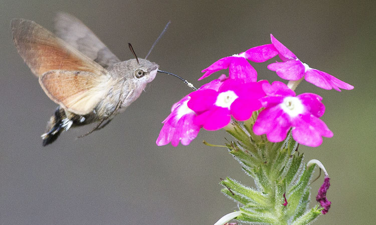 papillon-beau-espece-incroyable-une