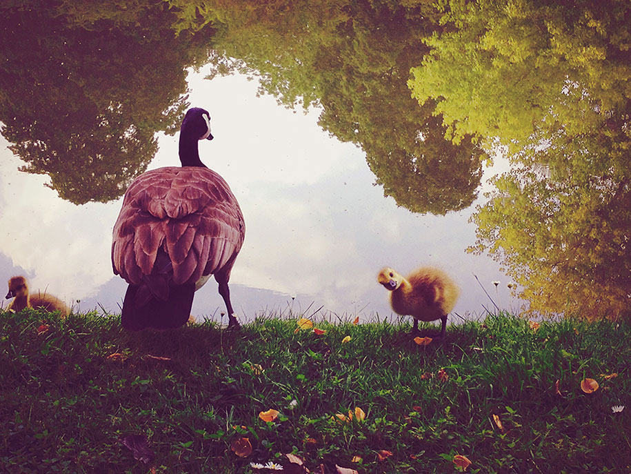 animaux-foret