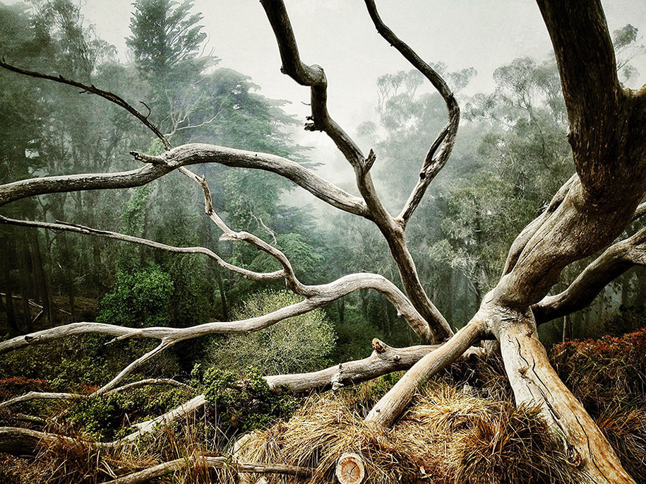arbre-foret