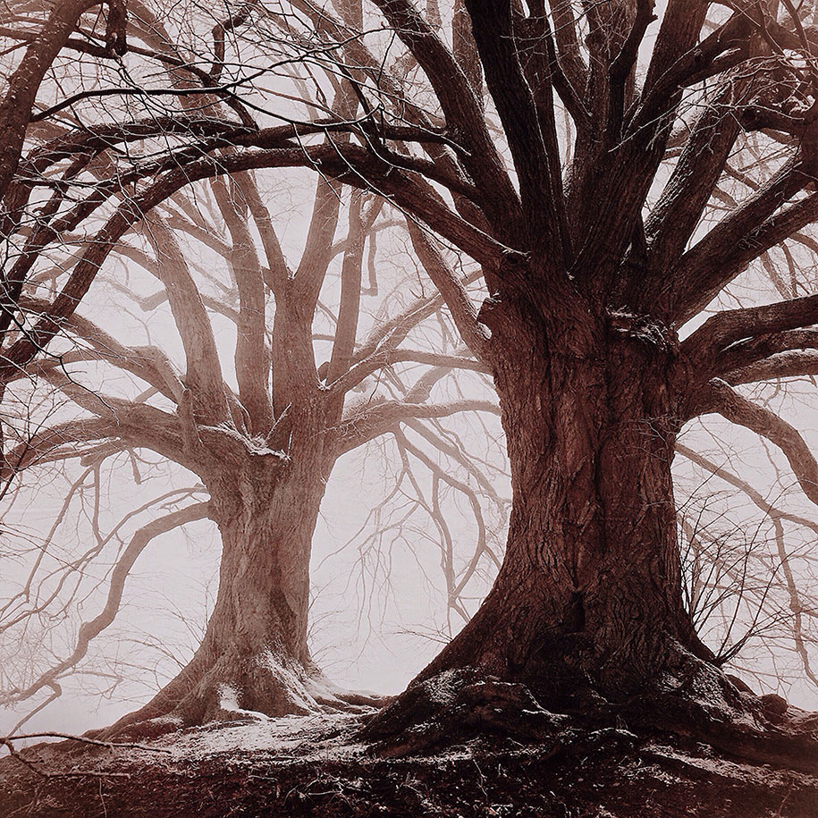 arbre-marron
