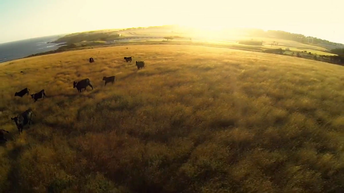 australie-vaches