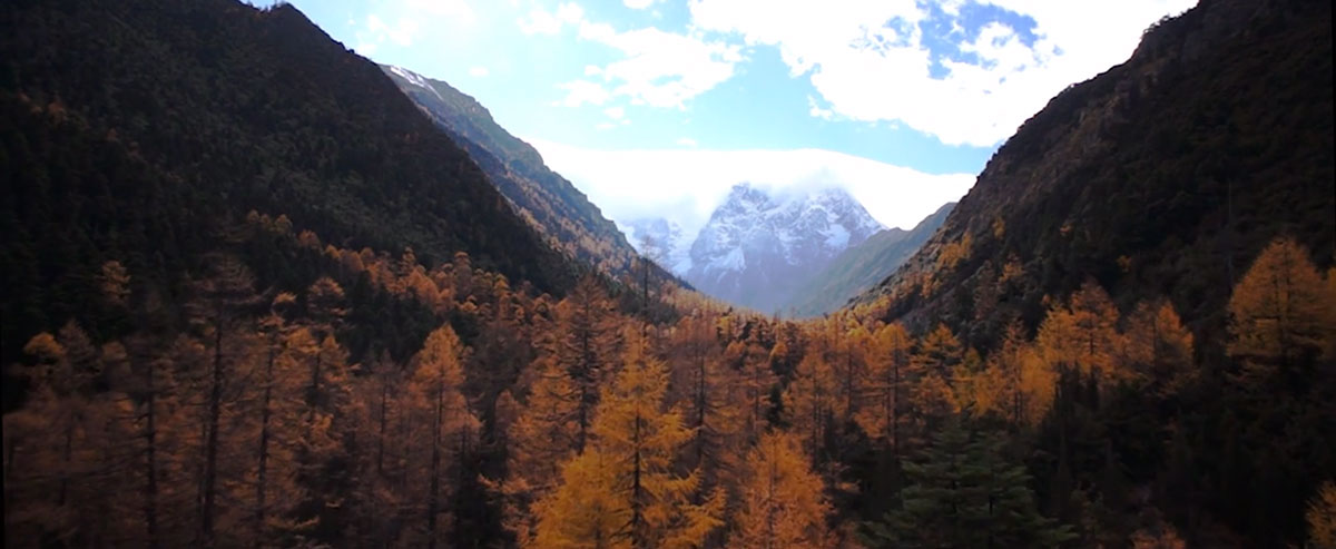 baima-arbres