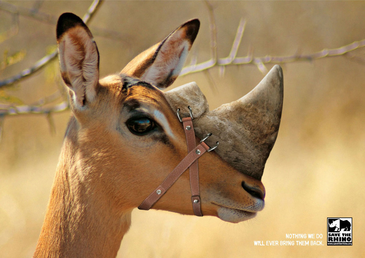 biche-corne-rhinoceros