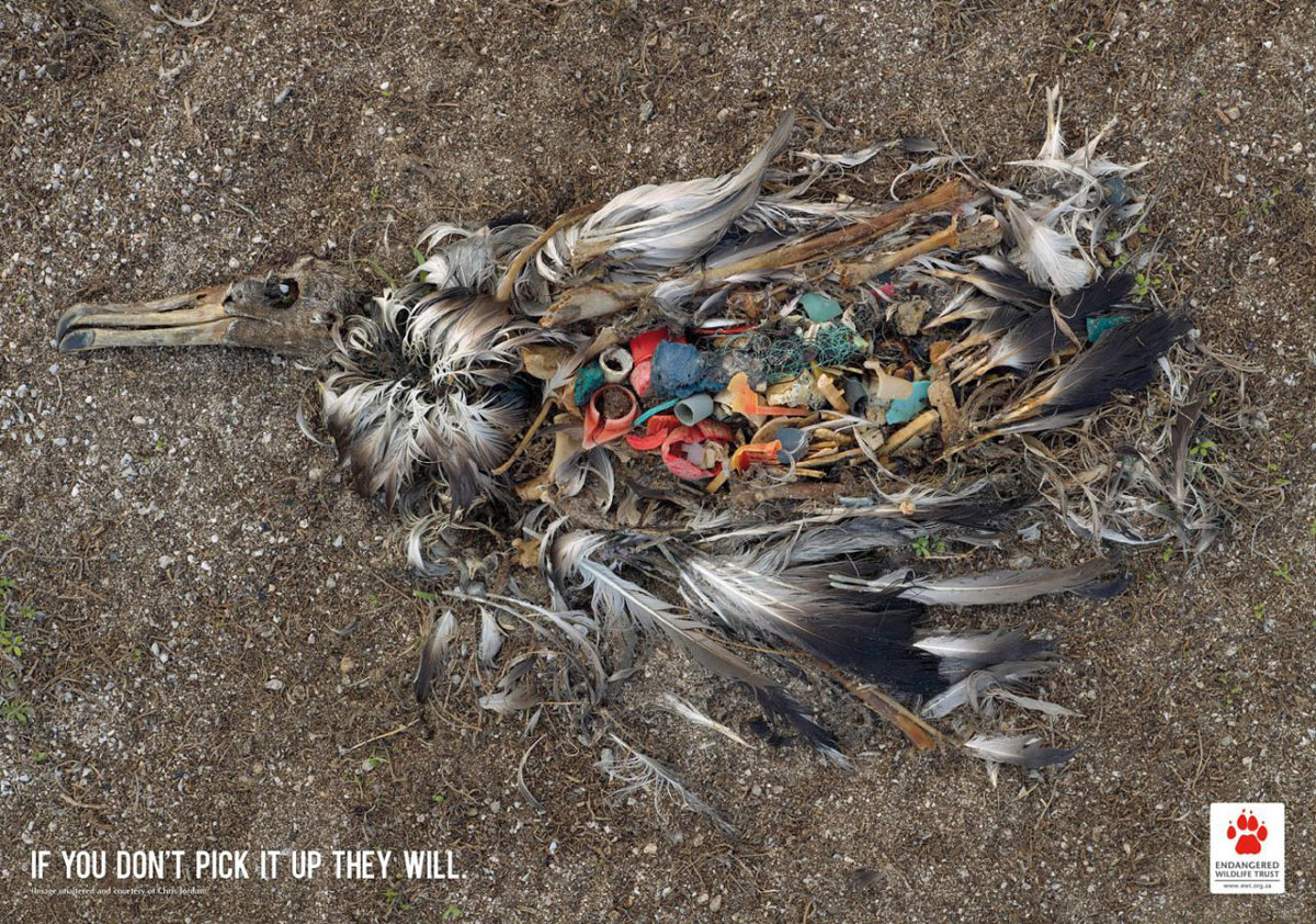 bird-trash