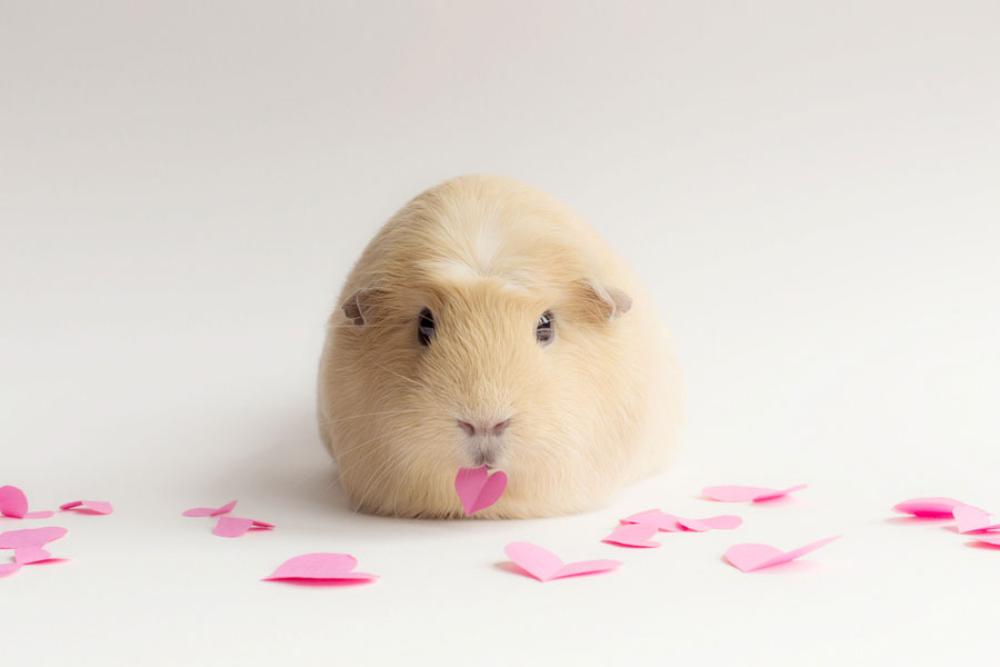 booboo-coeur-papier