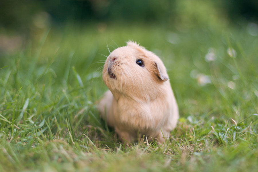 booboo-herbe