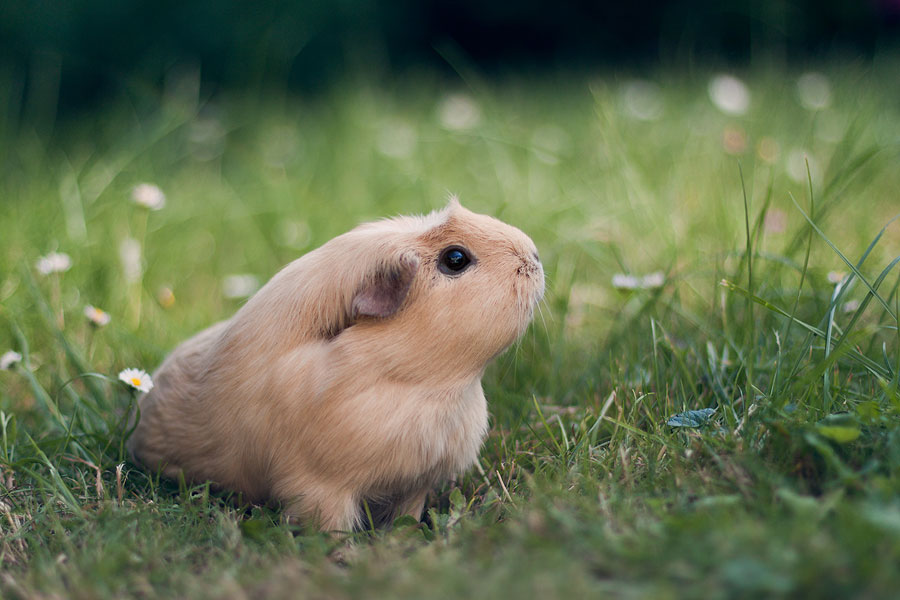 booboo-jardin