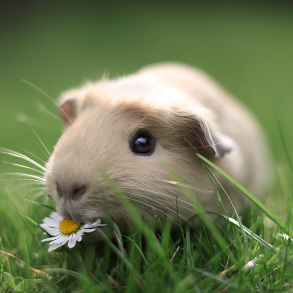 booboo-marguerite
